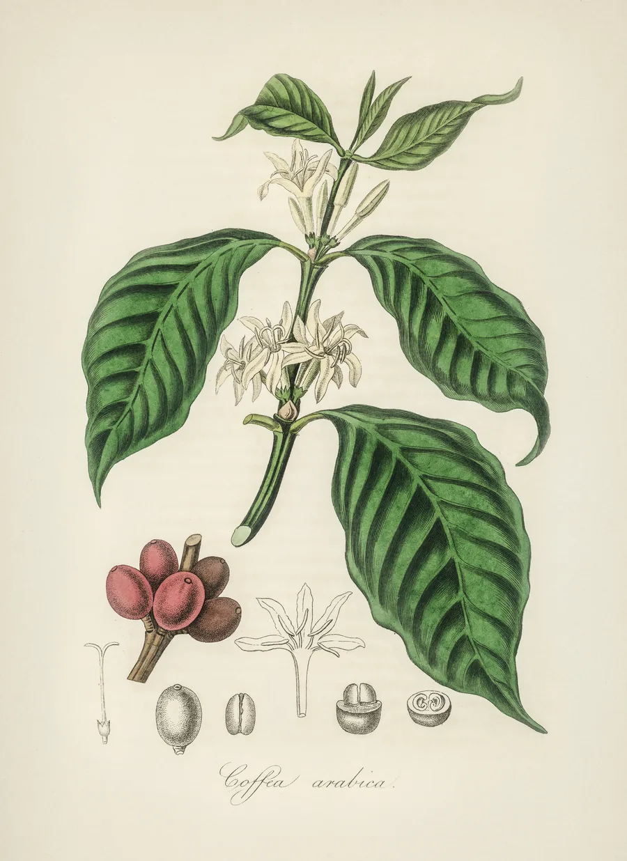 Antique botanical illustration of the Coffea arabica plant, showing leaves, flowers and cherries